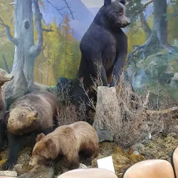 Chita Regional Museum - Chita