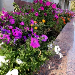 Cultural Center 'Rodina' - Dimitrovgrad