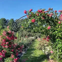 Botanical Garden of Moscow State University (nearby) - Dolgoprudny