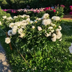 Botanical Garden of Moscow State University (nearby) - Dolgoprudny