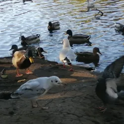 Zelenogradsky Forest Park (nearby) - Dolgoprudny