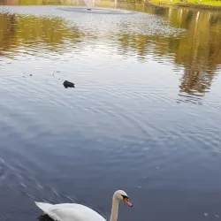 Zelenogradsky Forest Park (nearby) - Dolgoprudny
