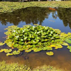 Zelenogradsky Forest Park (nearby) - Dolgoprudny