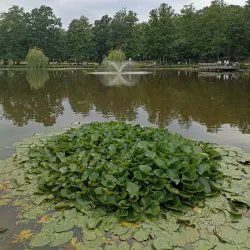 Zelenogradsky Forest Park (nearby) - Dolgoprudny