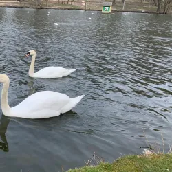 Zelenogradsky Forest Park (nearby) - Dolgoprudny