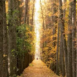 Botanical Garden of Dzerzhinsk - Dzerzhinsk