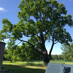 Big Gatchina Pond - Gatchina