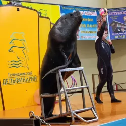 Gelendzhik Dolphinarium - Gelendzhik