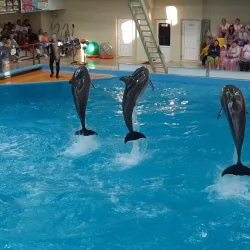 Gelendzhik Dolphinarium - Gelendzhik