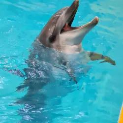 Gelendzhik Dolphinarium - Gelendzhik