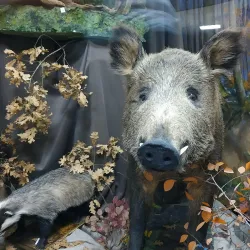 Gelendzhik Historical Museum - Gelendzhik