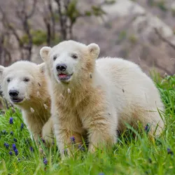 Safari Park Gelendzhik - Gelendzhik