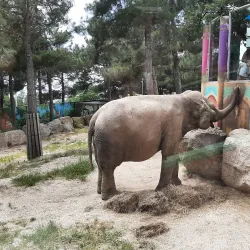 Safari Park Gelendzhik - Gelendzhik