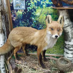 Museum of Udmurt Culture - Glazov