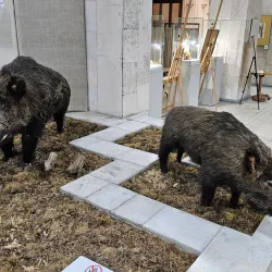 Kaliningrad Regional Museum of History and Arts - Kaliningrad