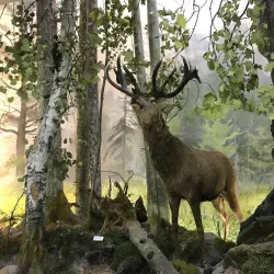 Kaliningrad Regional Museum of History and Arts - Kaliningrad