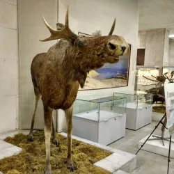 Kaliningrad Regional Museum of History and Arts - Kaliningrad