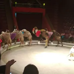 Kemerovo Circus - Kemerovo