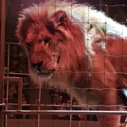 Kemerovo Circus - Kemerovo