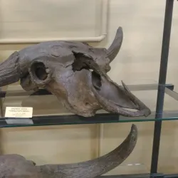 Kemerovo Regional Museum of Local Lore - Kemerovo