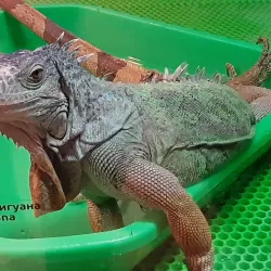 Kemerovo Regional Museum of Local Lore - Kemerovo