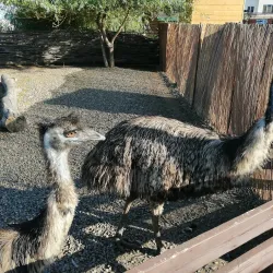 Kemerovo Zoo - Kemerovo