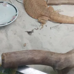 Kemerovo Zoo - Kemerovo