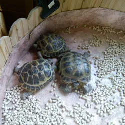 Kemerovo Zoo - Kemerovo