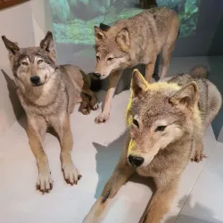 Museum of Nature and Man - Khanty-Mansiysk