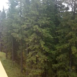 Siberian Nature Reserve - Khanty-Mansiysk