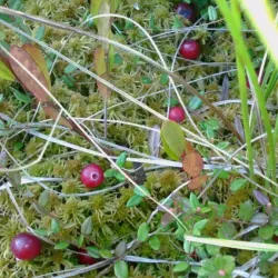 Khimki Central Park - Khimki