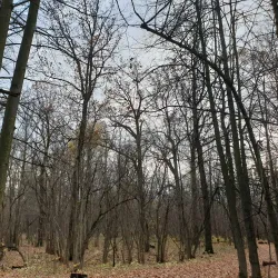 Khimki Forest Park - Khimki