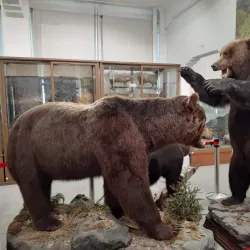 Sakhalin Regional Museum of Local Lore - Kholmsk