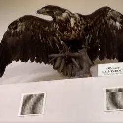 Vyatka Regional Museum - Kirov