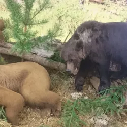 Vyatka Regional Museum - Kirov