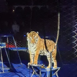 Kislovodsk State Circus - Kislovodsk