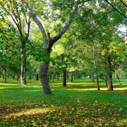 Chistyakovskaya Grove - Krasnodar