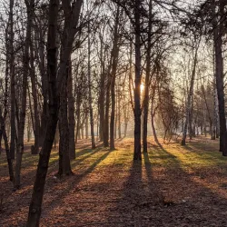 Chistyakovskaya Grove - Krasnodar