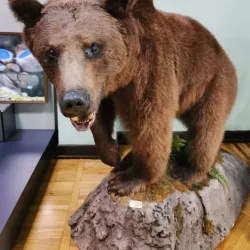 Krasnodar Regional Museum of Local Lore - Krasnodar