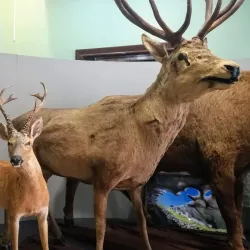 Krasnodar Regional Museum of Local Lore - Krasnodar