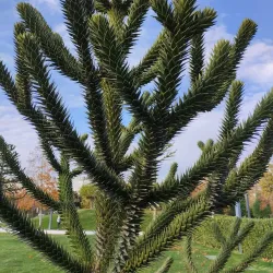 Victory Park - Krasnodar