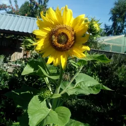Kurgan Botanical Garden - Kurgan