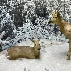 Kurgan Regional Museum of Local Lore - Kurgan