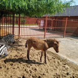 Lipetsk Zoo - Lipetsk