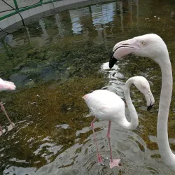 Lipetsk Zoo - Lipetsk