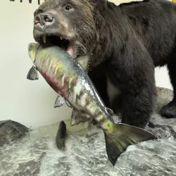 Magadan Regional Museum - Magadan