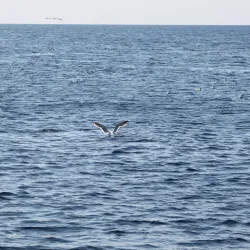 Sea of Okhotsk Coastline - Magadan