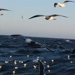 Sea of Okhotsk Coastline - Magadan