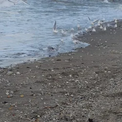 Caspian Sea Beach - Makhachkala
