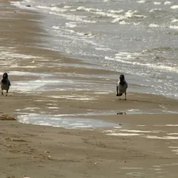 Caspian Sea Beach - Makhachkala